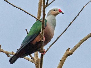  - Red-knobbed Imperial-Pigeon (Gray-necked)