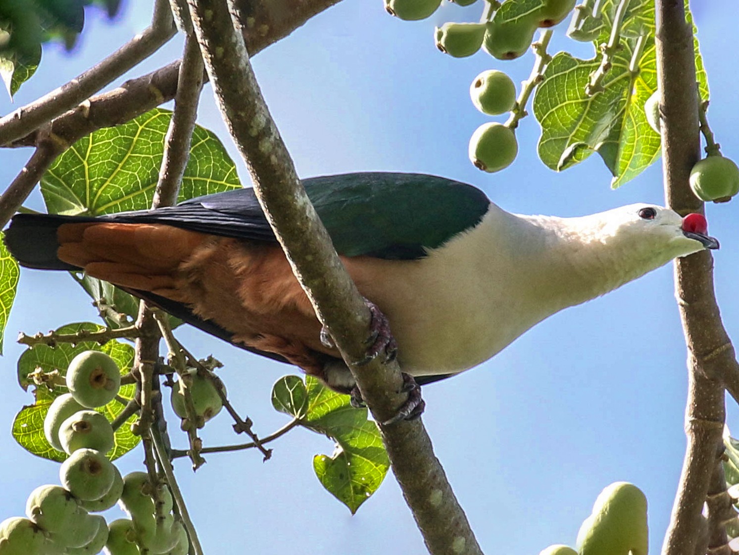 Red-knobbed Imperial-Pigeon - Tom Driscoll