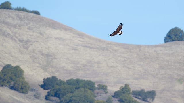 Juvenile soaring over typical oak grassland habitat in California - Golden Eagle - 