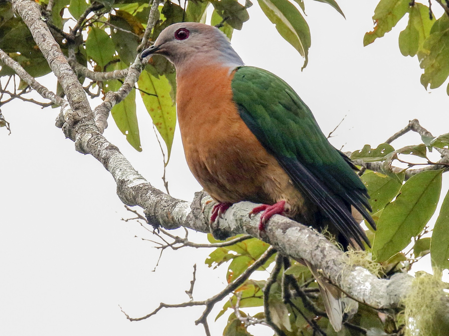 Purple-tailed Imperial-Pigeon - Chris Barnes