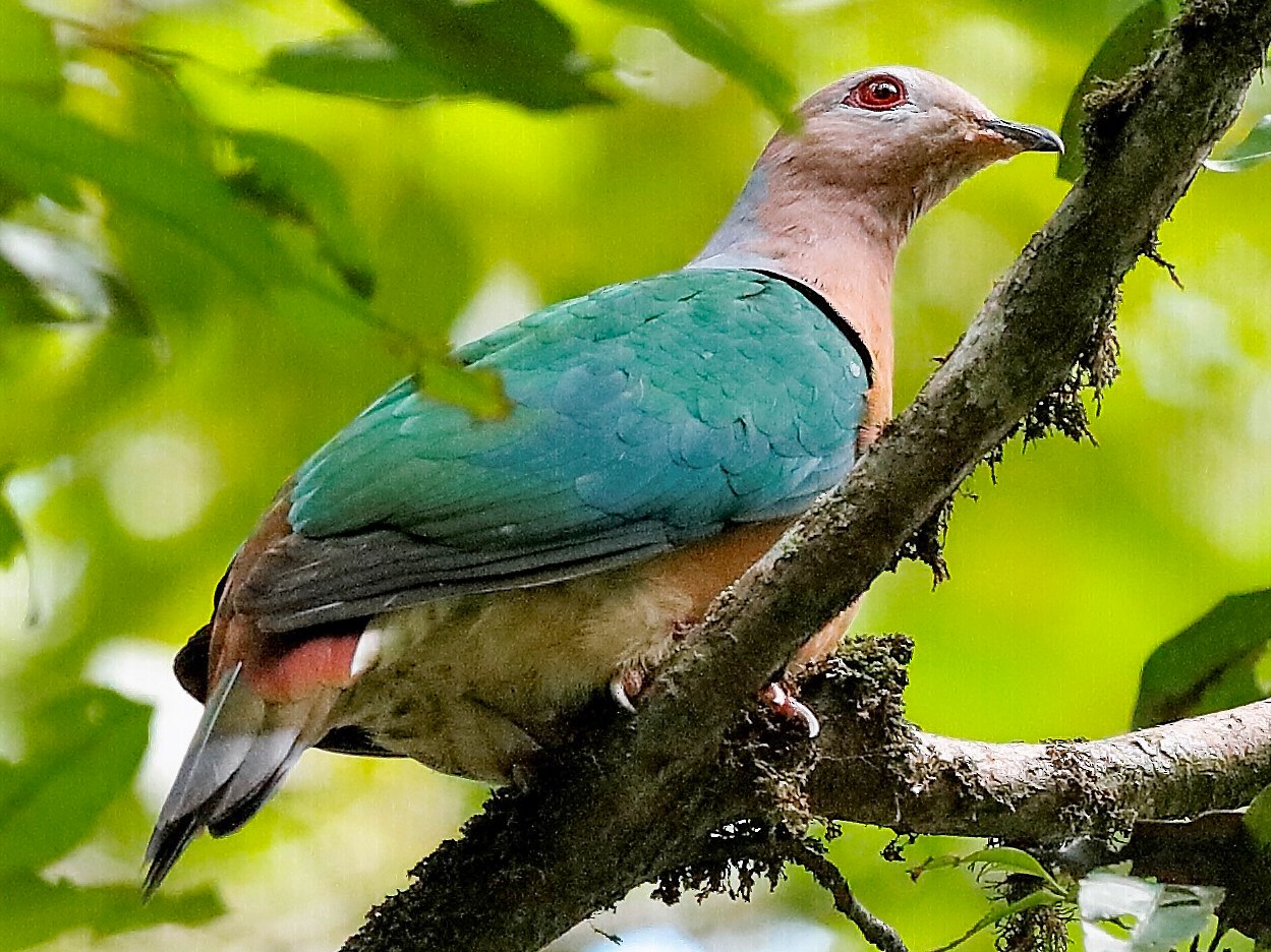 Purple-tailed Imperial-Pigeon - Holger Teichmann
