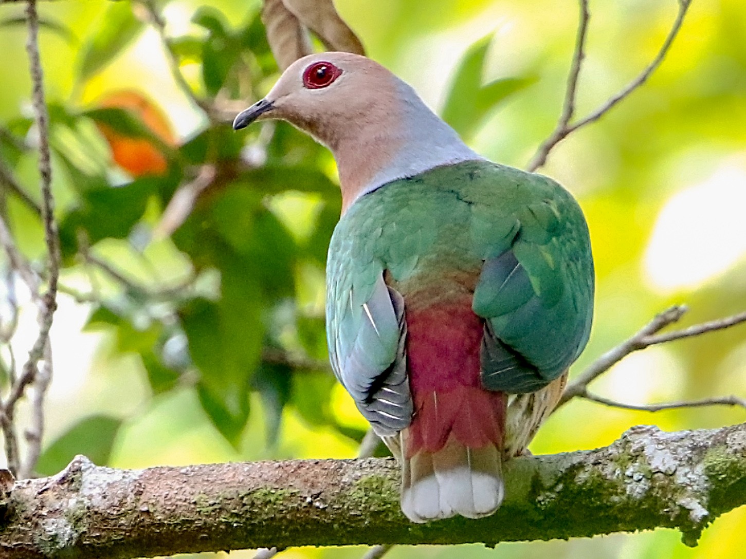 Purple-tailed Imperial-Pigeon - Bradley Hacker 🦜