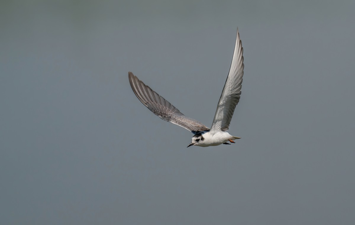 White-winged Tern - Rui Pereira