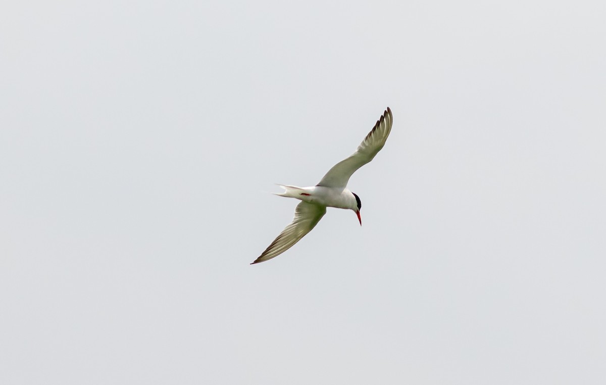 Common Tern - Nick Pulcinella