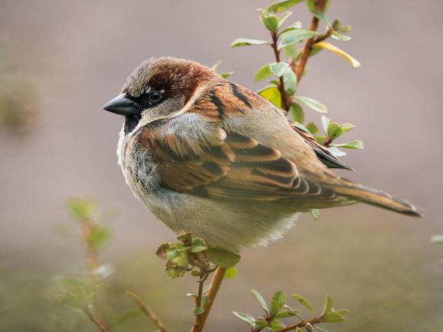 House Sparrow - ML261669551