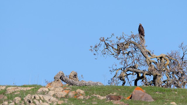 Juvenile hunting from prominent perch - Golden Eagle - 