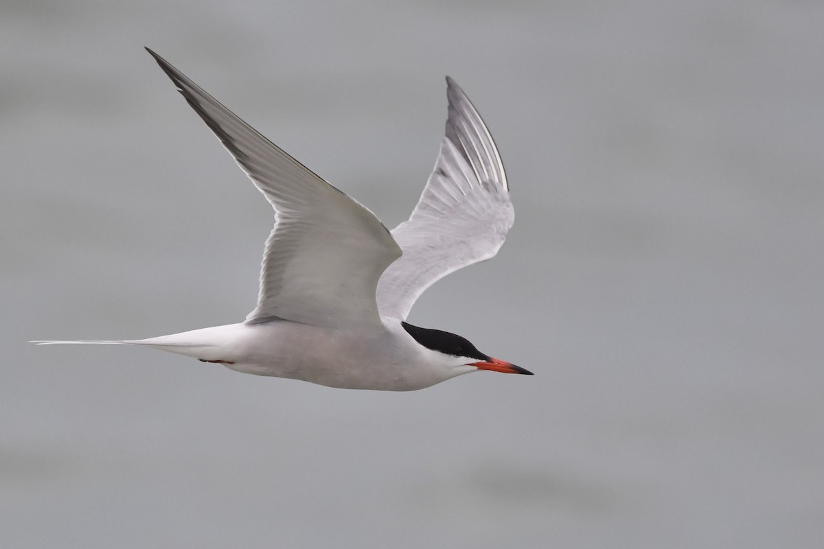 Common Tern - ML261670251
