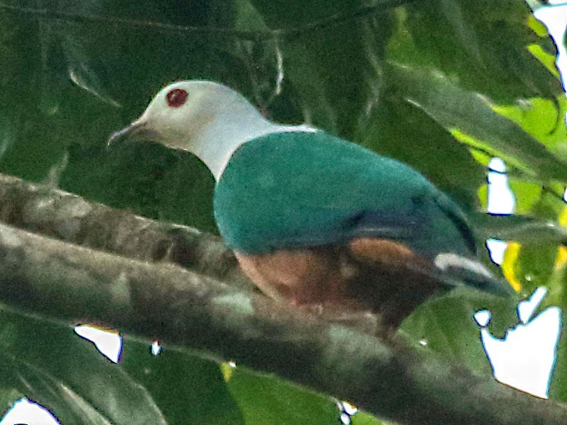 Finsch's Imperial-Pigeon - eBird