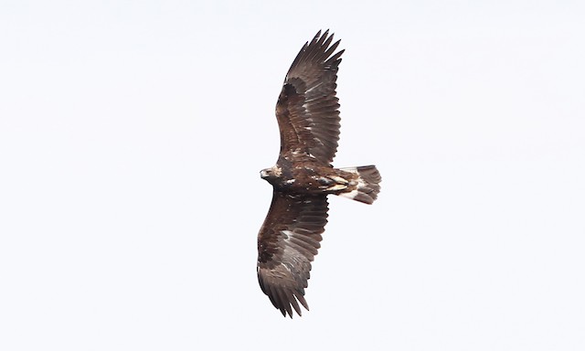 Second-year on fall migration - Golden Eagle - 
