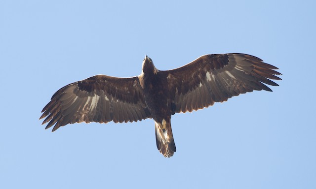 Second-year in winter - Golden Eagle - 