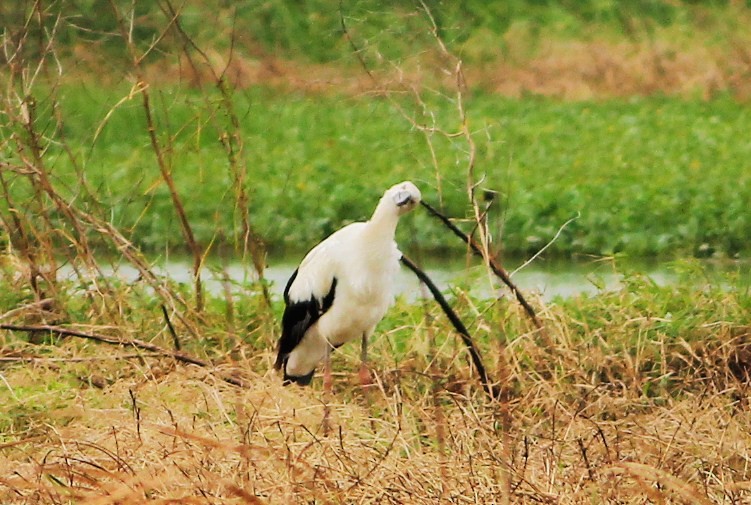 Oriental Stork - Ko Cheng