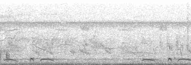 holoubek šupinkový - ML261677