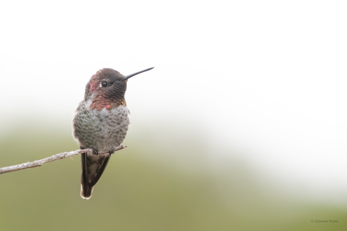 Anna's Hummingbird - ML261677871