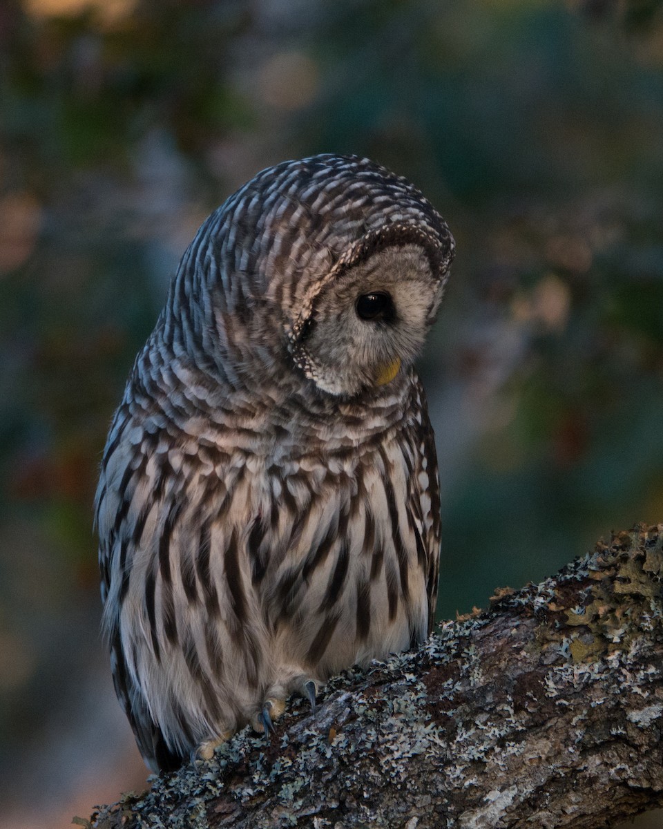 Barred Owl - ML261678461