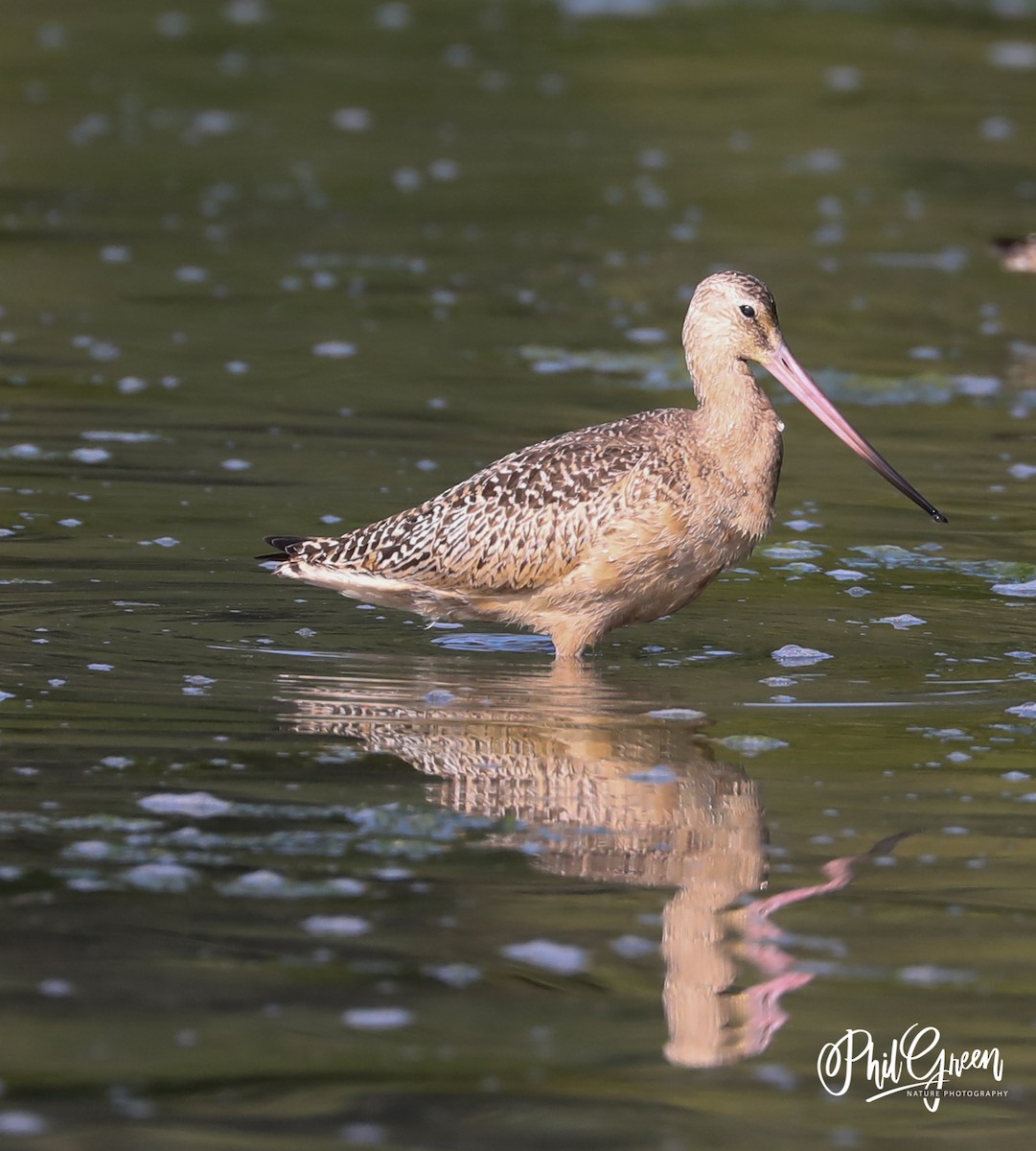 Marbled Godwit - Phil Green