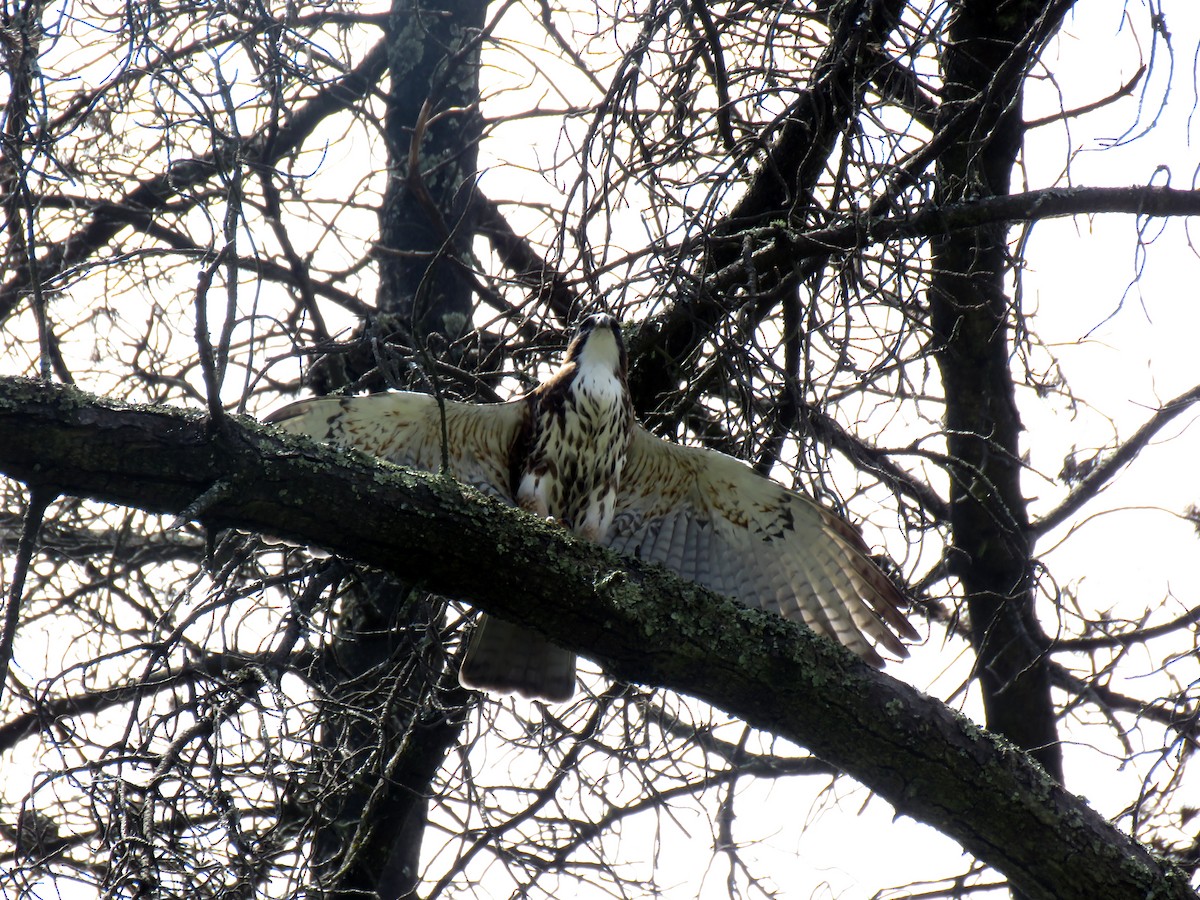 White-throated Hawk - Edison🦉 Ocaña