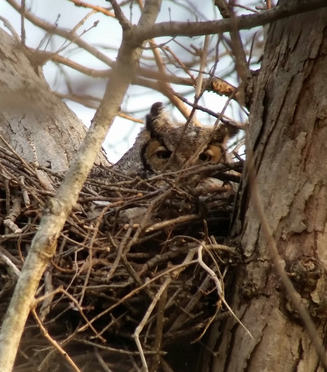 Great Horned Owl - Janis Stone