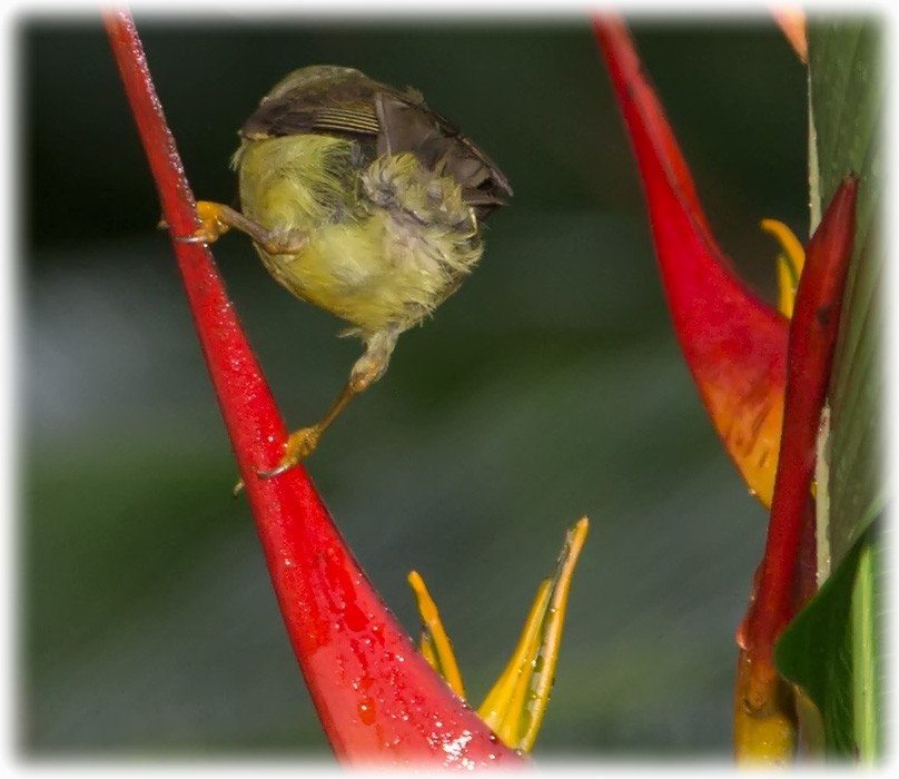 Ornate Sunbird - www.aladdin .st
