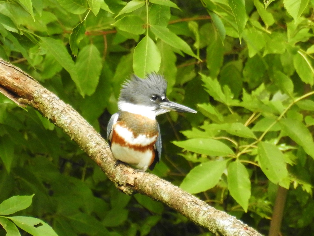 Belted Kingfisher - ML261716321