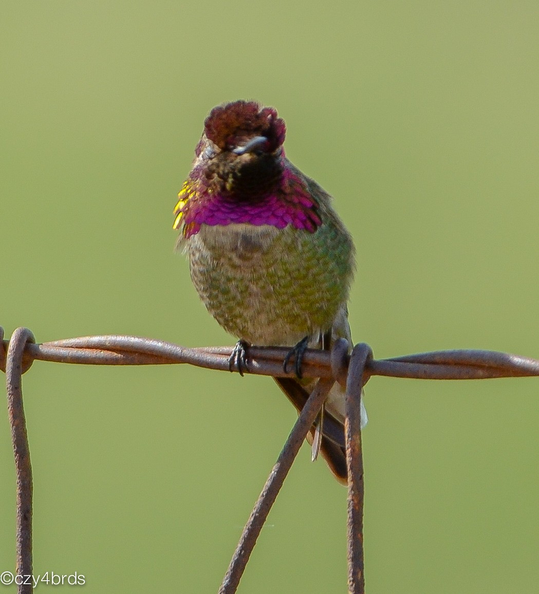 Anna's Hummingbird - Charity Hagen
