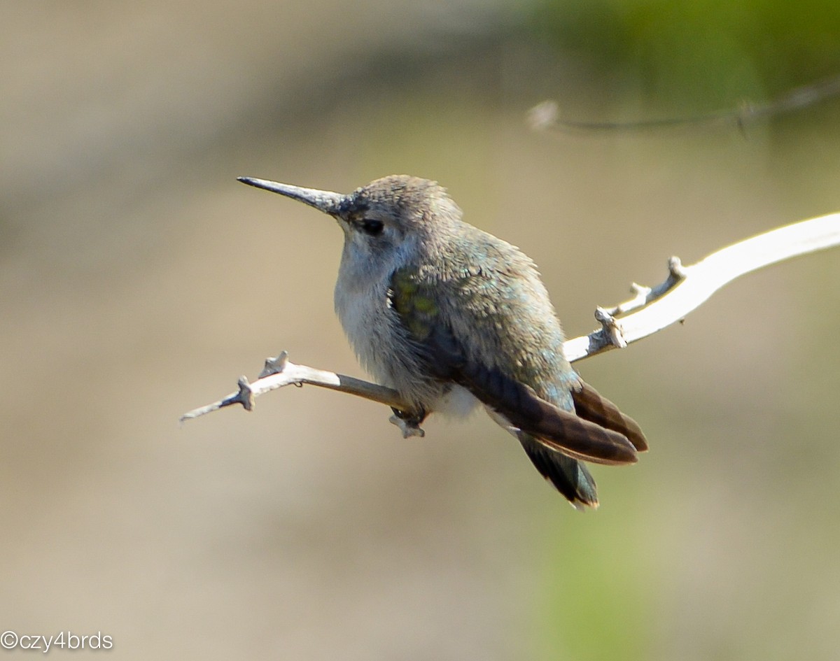 Costa's Hummingbird - Charity Hagen