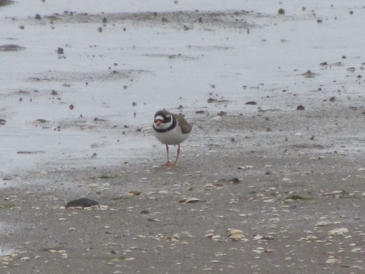 Common Ringed Plover - ML26172251