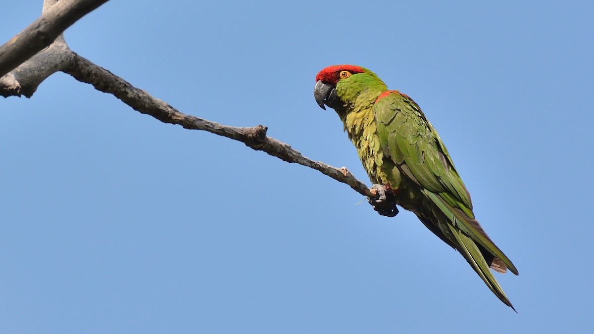 Thick-billed Parrot - ML261725511