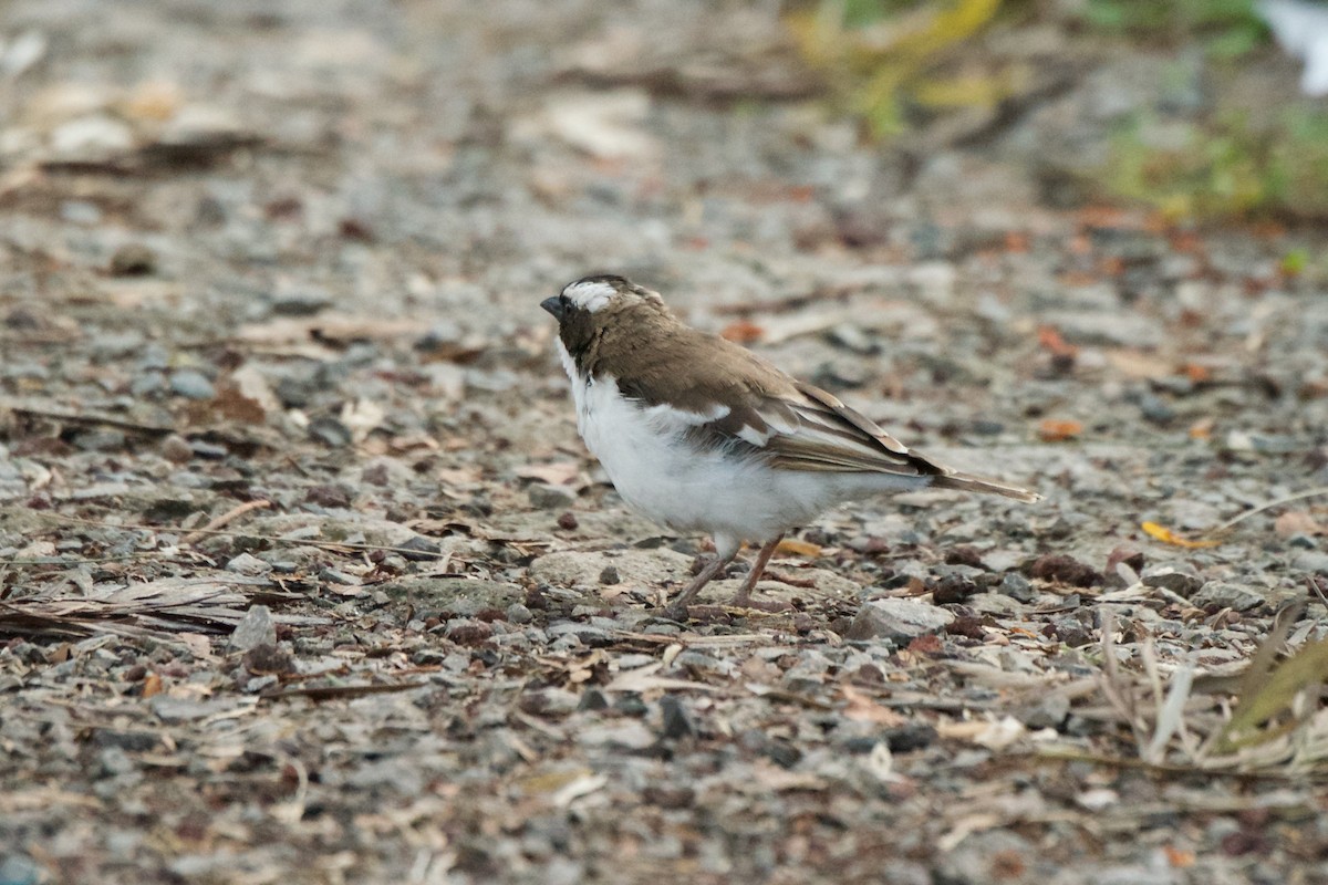 White-browed Sparrow-Weaver - Marilyn Henry