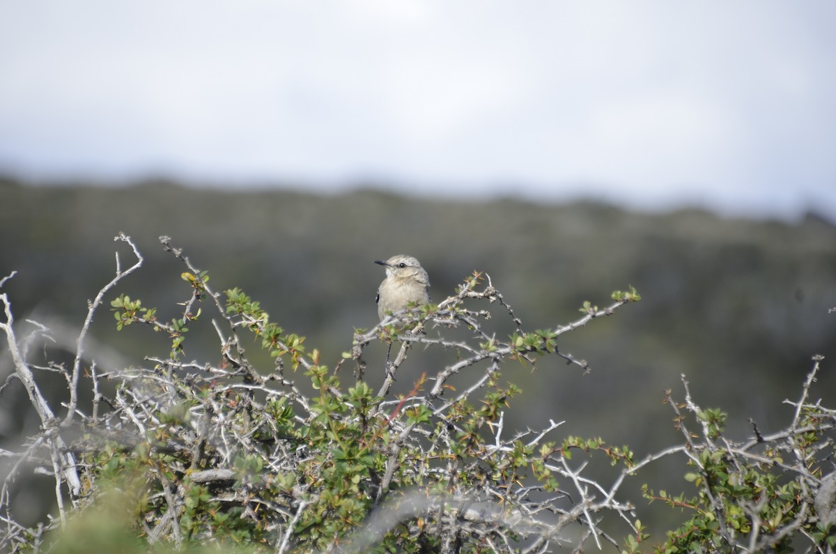 Patagonian Mockingbird - ML261727371