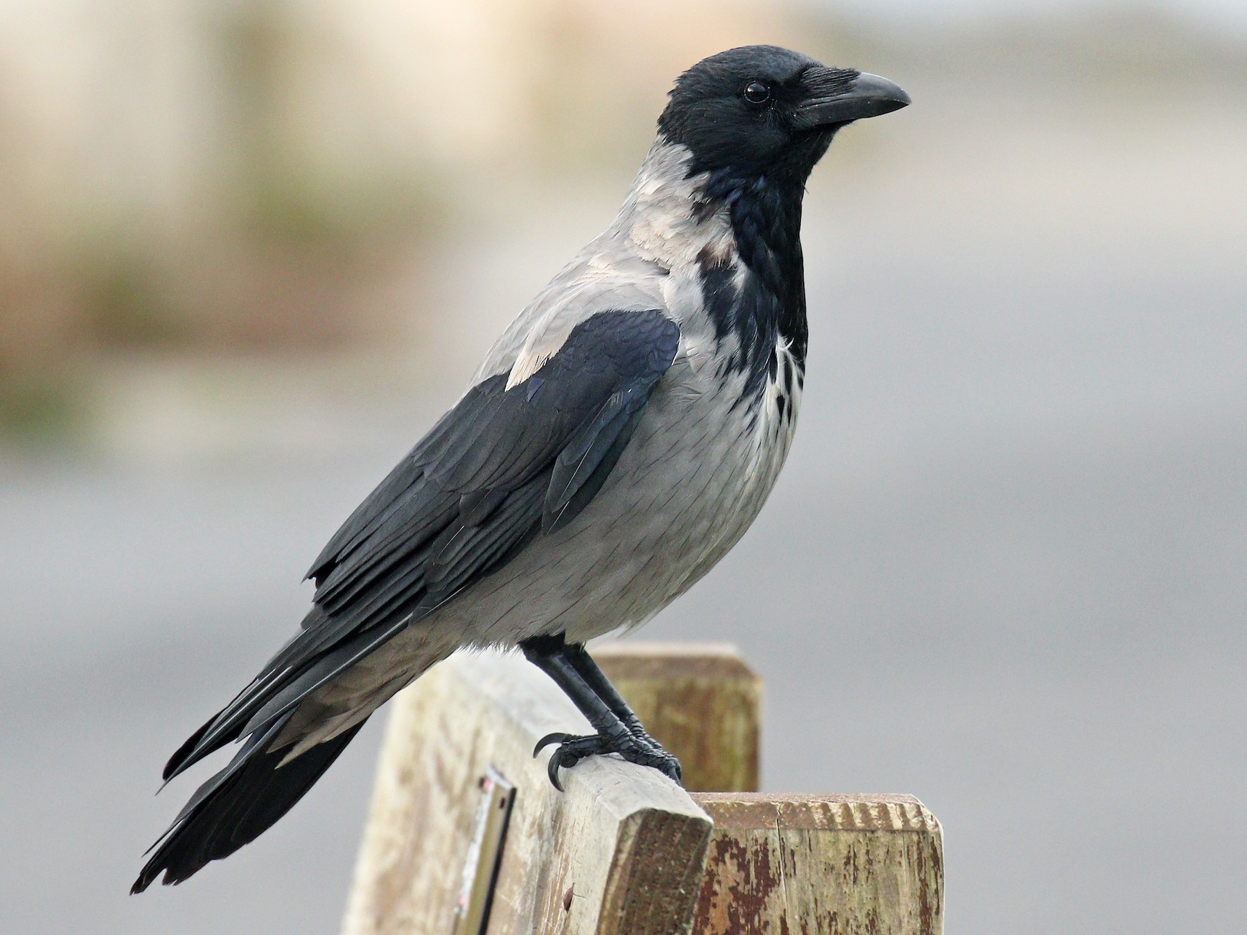 Hooded Crow - Ryan Schain