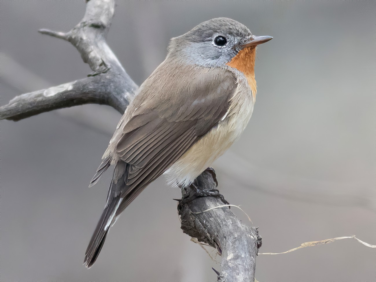 Red-breasted Flycatcher - Tom Johnson