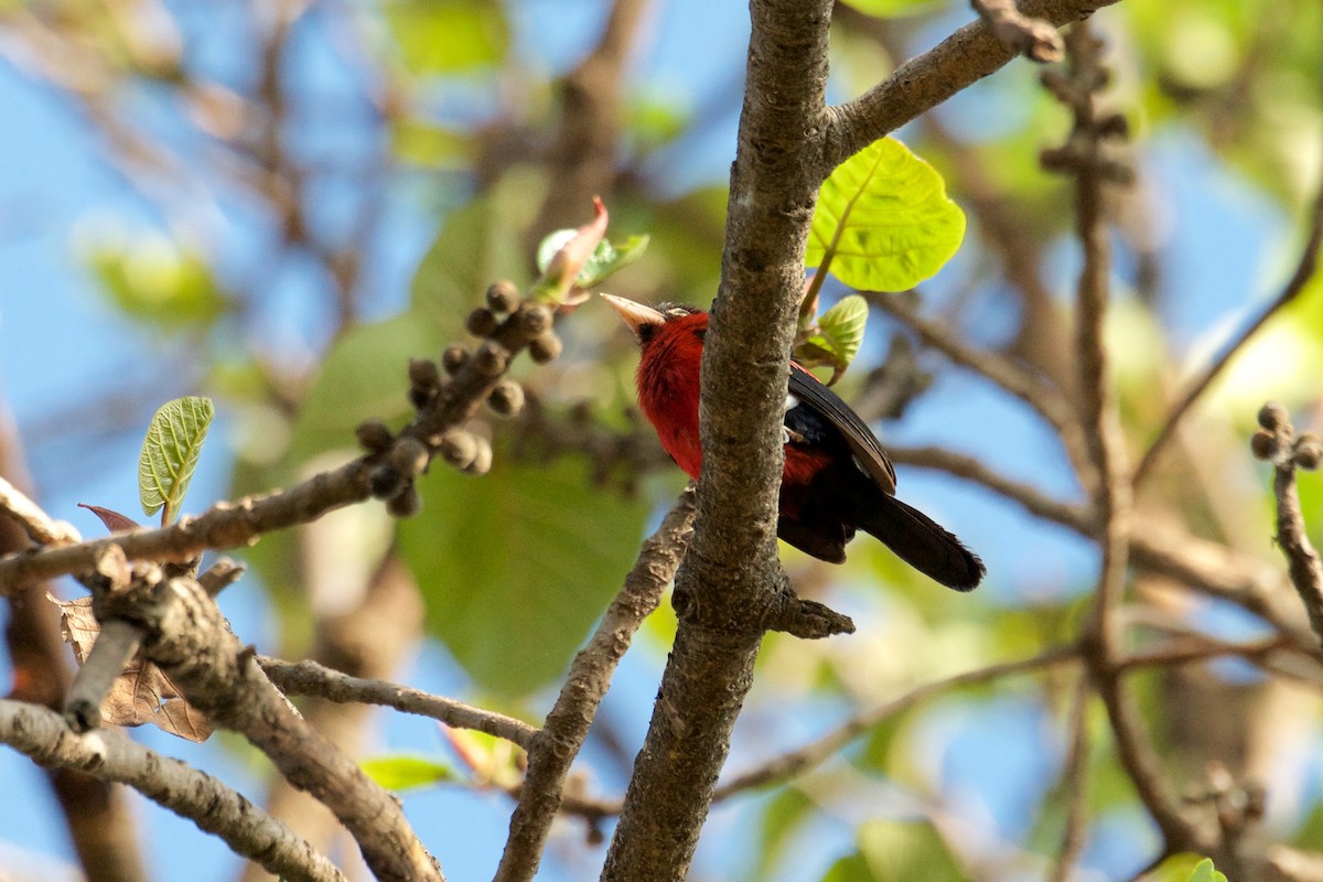 Double-toothed Barbet - ML261729261