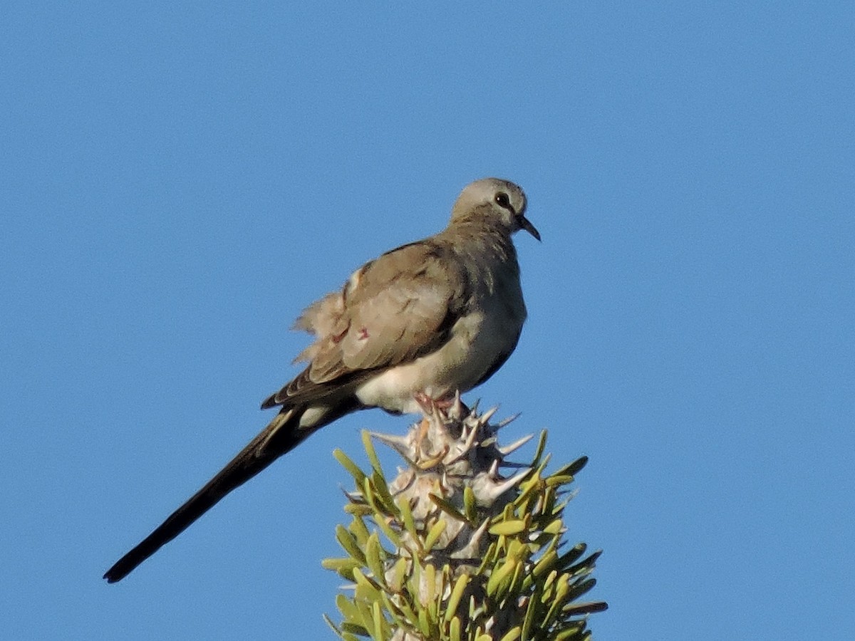 Namaqua Dove - ML261729361