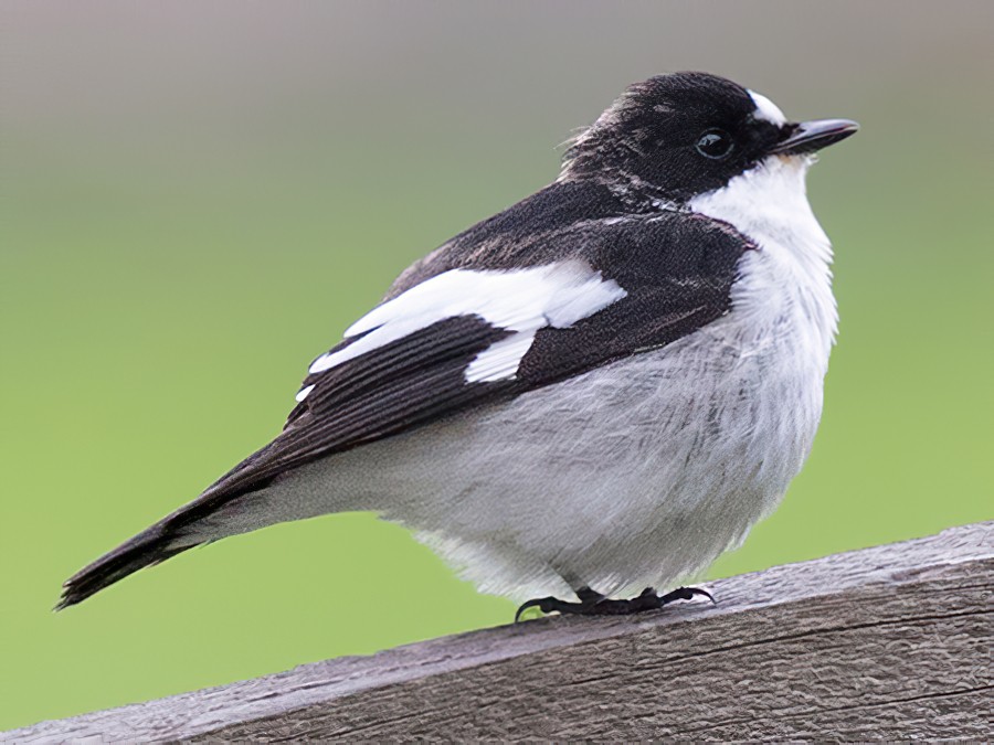 muchołówka żałobna - eBird