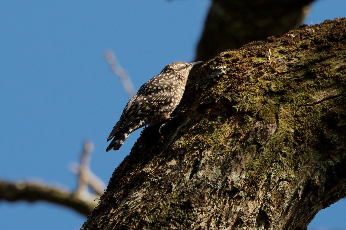African Spotted Creeper - Marilyn Henry