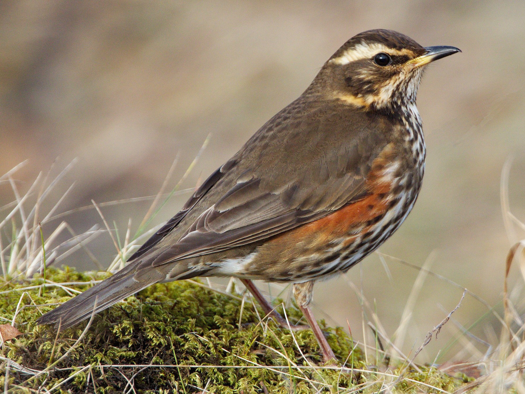 RedWing（レッドウィング）