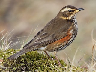  - Redwing (Icelandic)