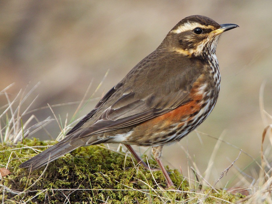 Redwing - eBird