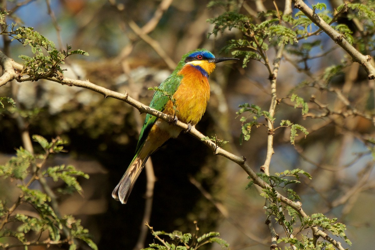 Ethiopian Bee-eater - Marilyn Henry