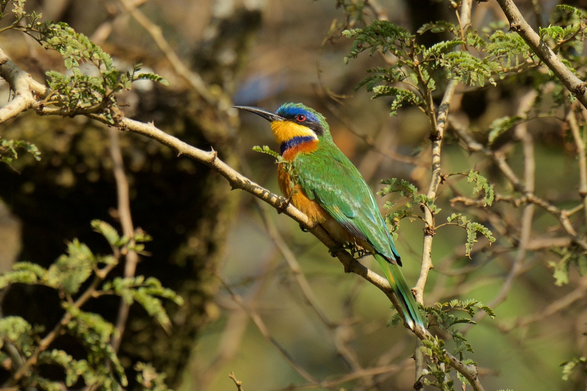 Ethiopian Bee-eater - ML261730151
