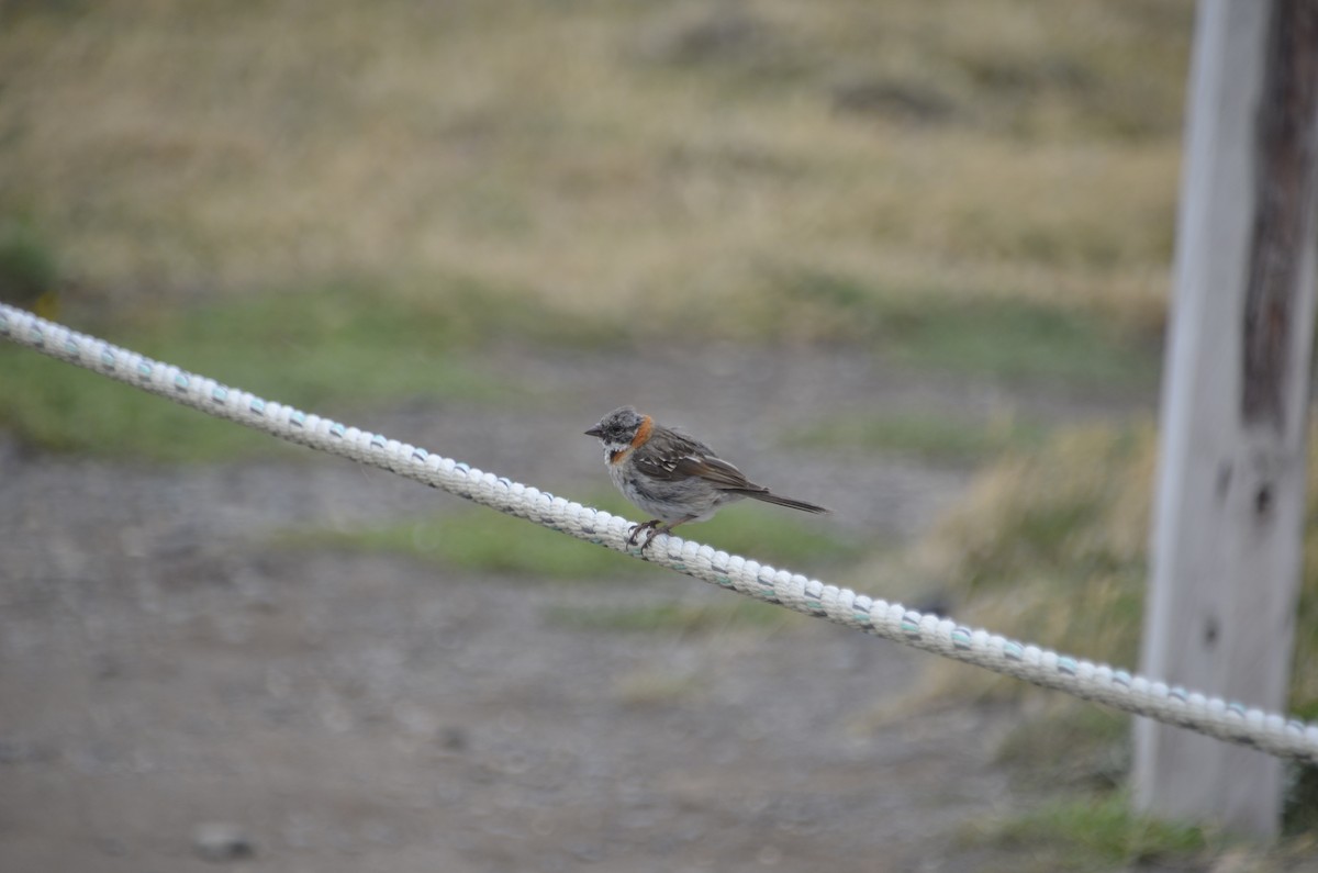 Rufous-collared Sparrow - ML261731911