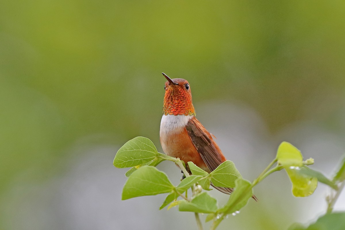 Rufous Hummingbird - William Supulski