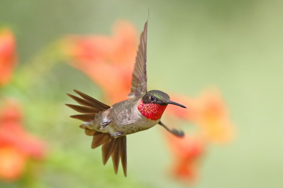 Ruby-throated Hummingbird - ML261732321