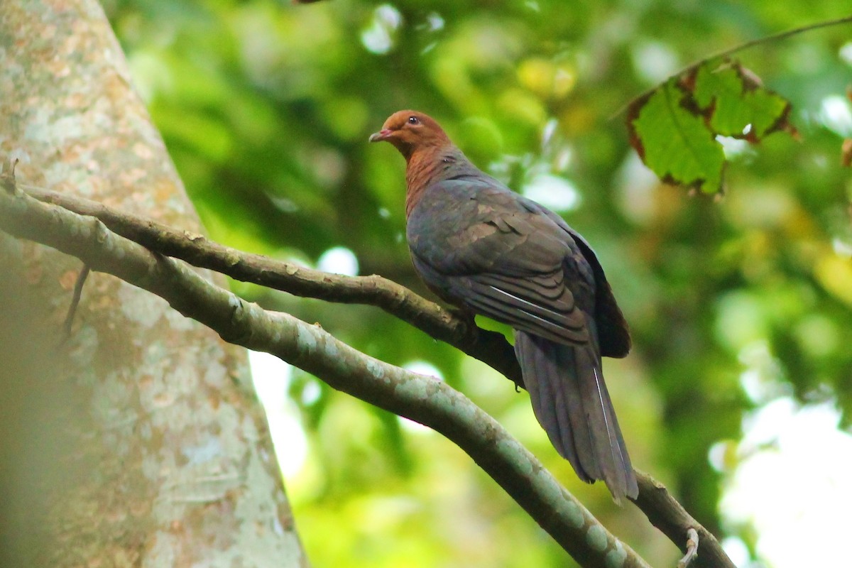 Philippine Cuckoo-Dove - ML26173531