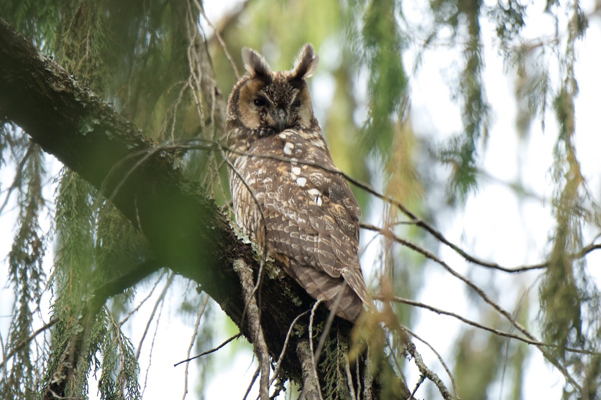 Abyssinian Owl - ML261735811