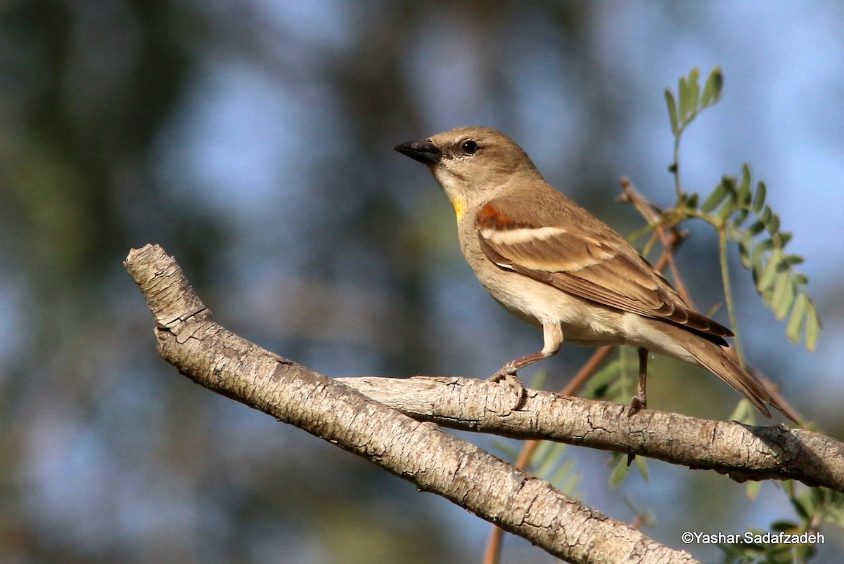 Yellow-throated Sparrow - Yashar Sadafzadeh