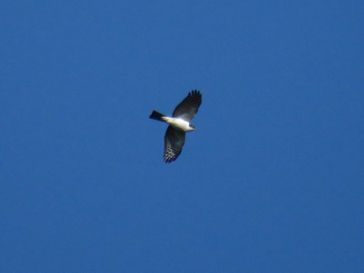 Sharp-shinned Hawk (White-breasted) - ML26174571