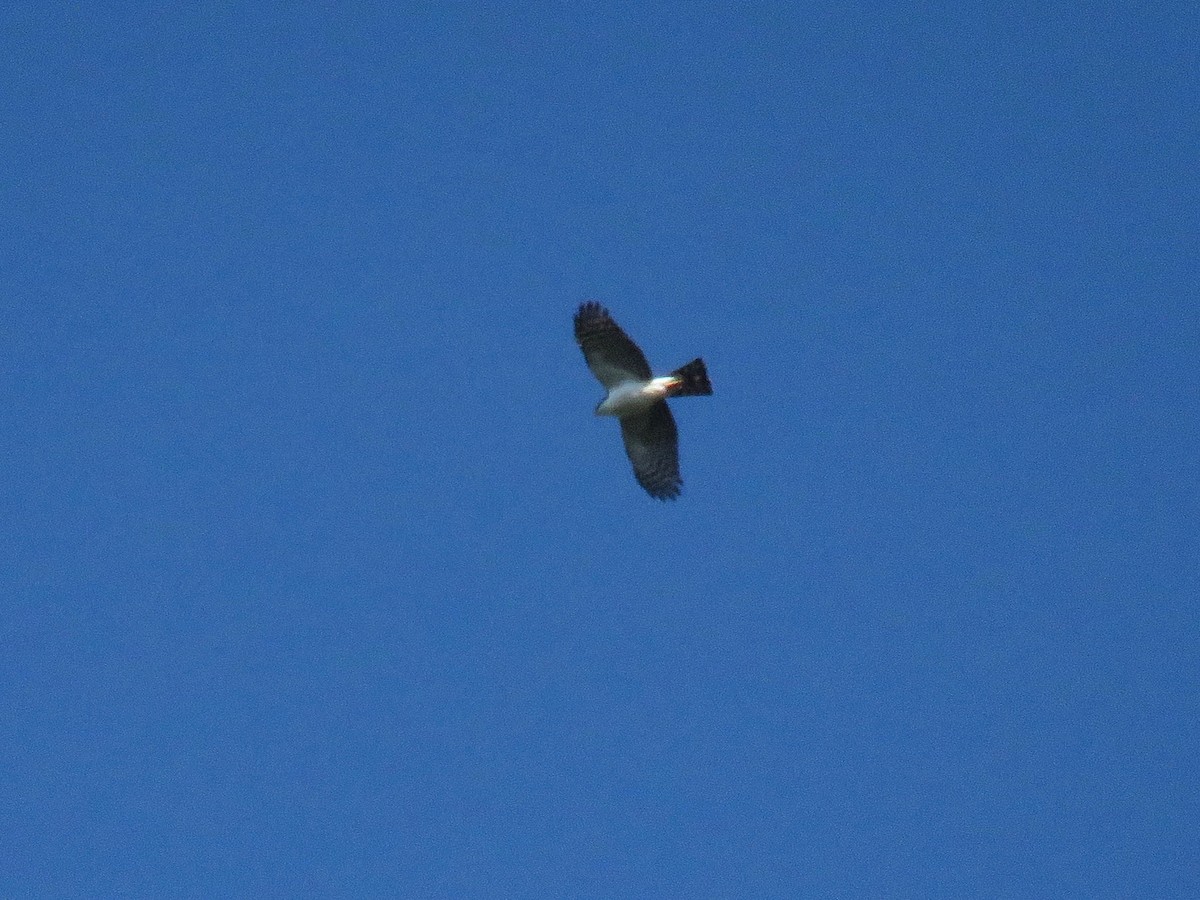 Sharp-shinned Hawk (White-breasted) - ML26174581