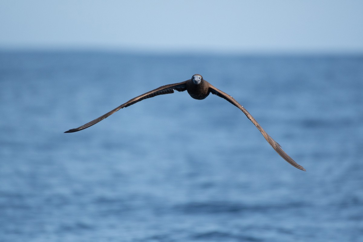 Brown Booby - ML261749621