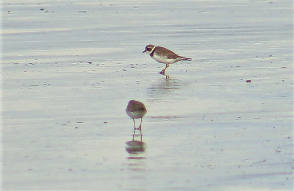 Semipalmated Plover - ML261755201